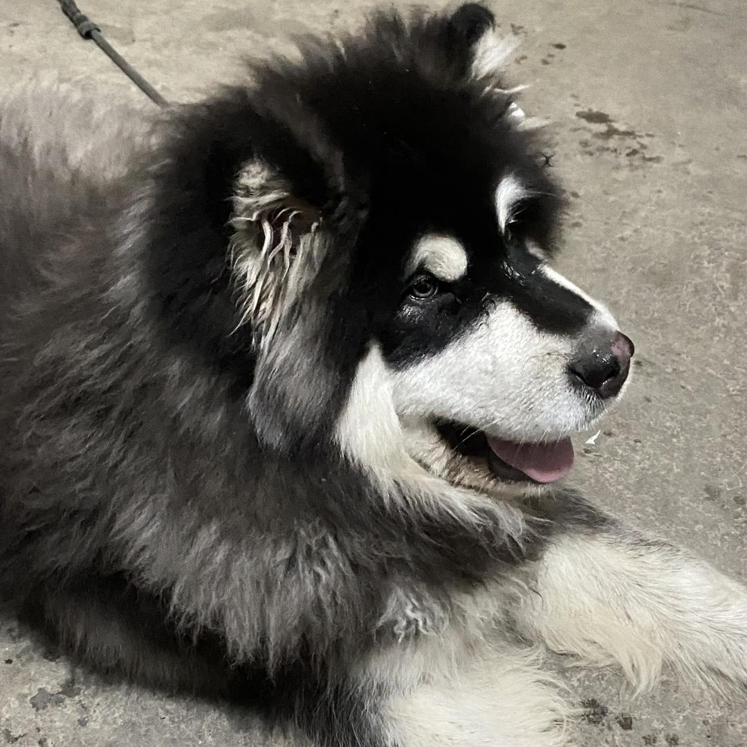 饭团吃不饱