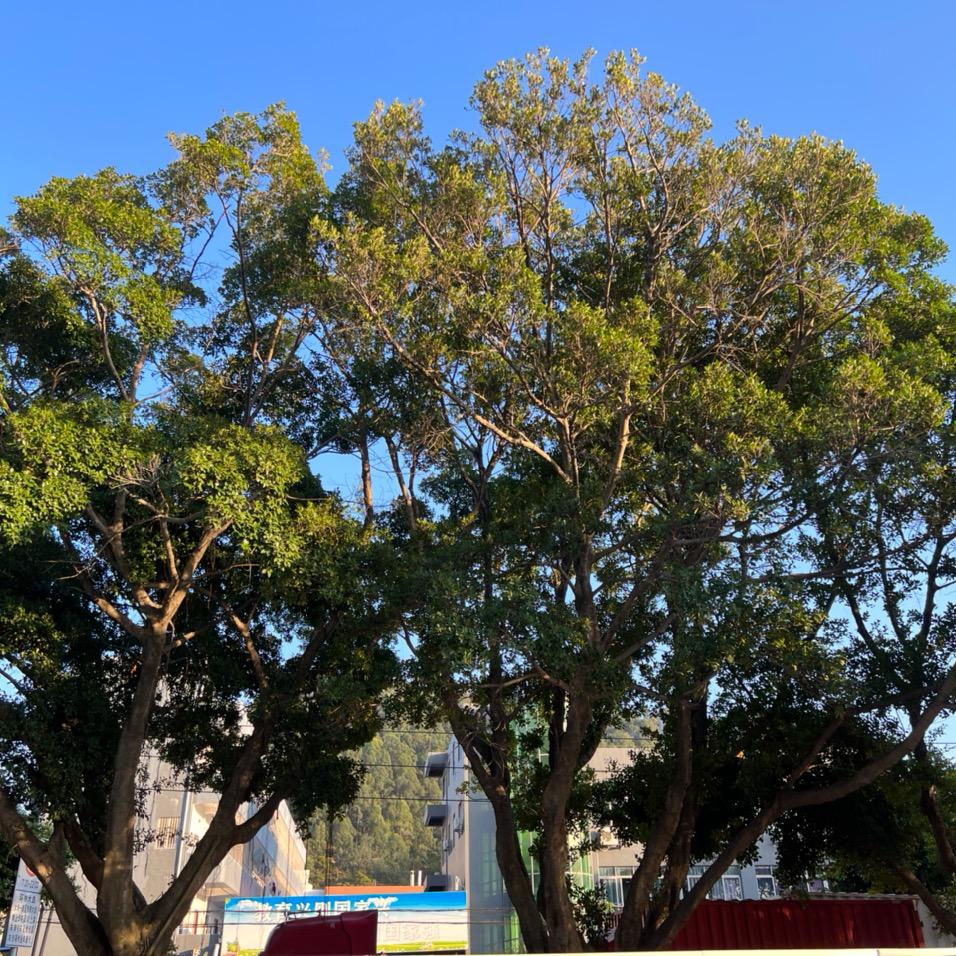 重生之后（卖货版）