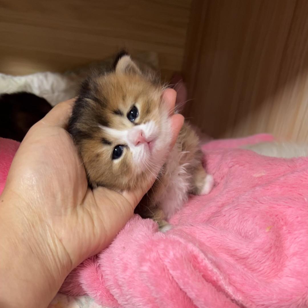 Q宠萌猫舍