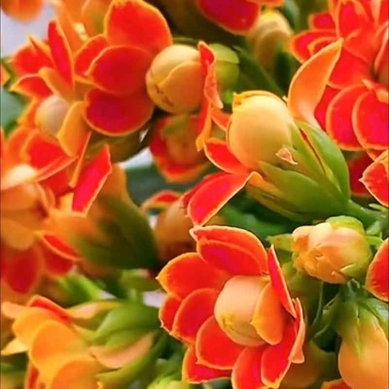 大风车花卉
