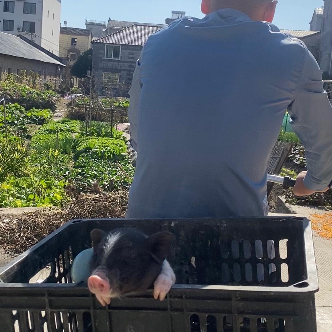 猪老六