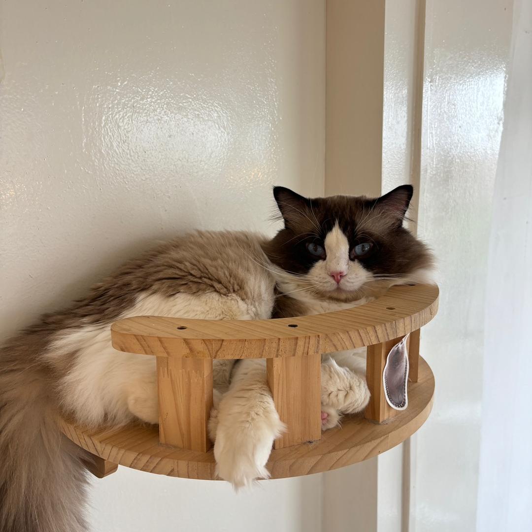 咩咩实用知识分享