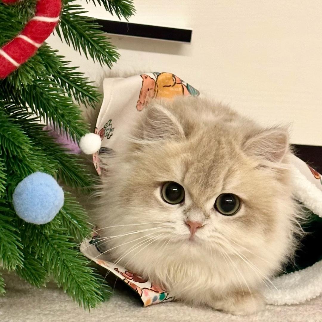 Amy是只猫