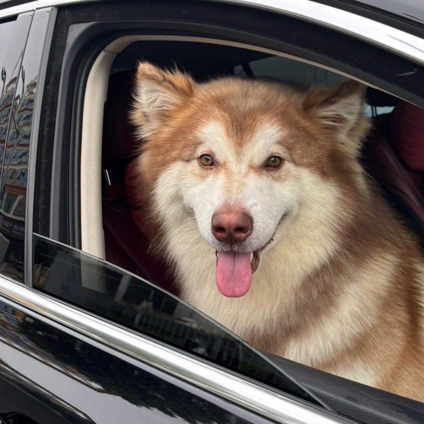 小任猫狗双全（薅羊毛版）