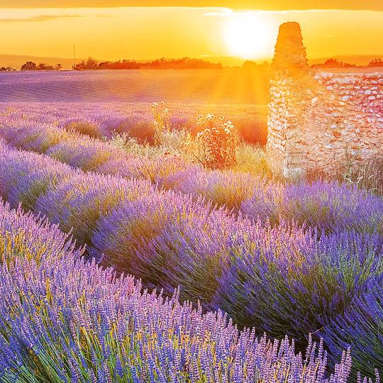 用户9433234055211花儿