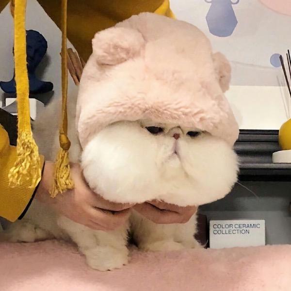 邓卟梨多