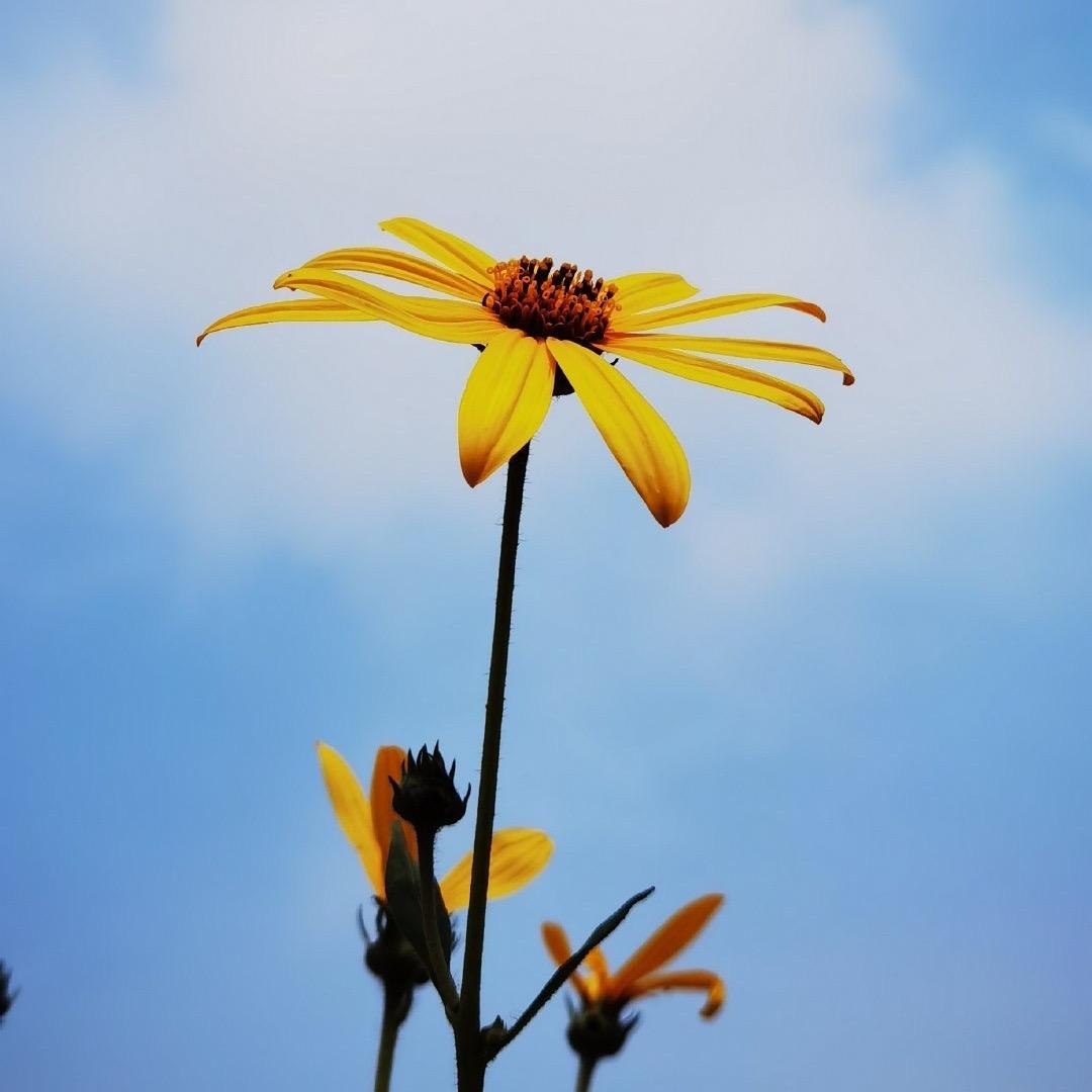 云智昌滋补养生专营店2号