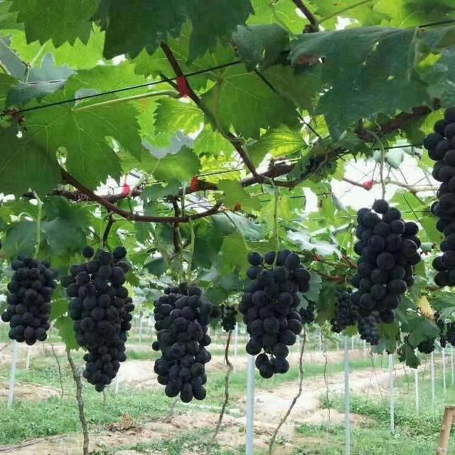 志高林果生态园