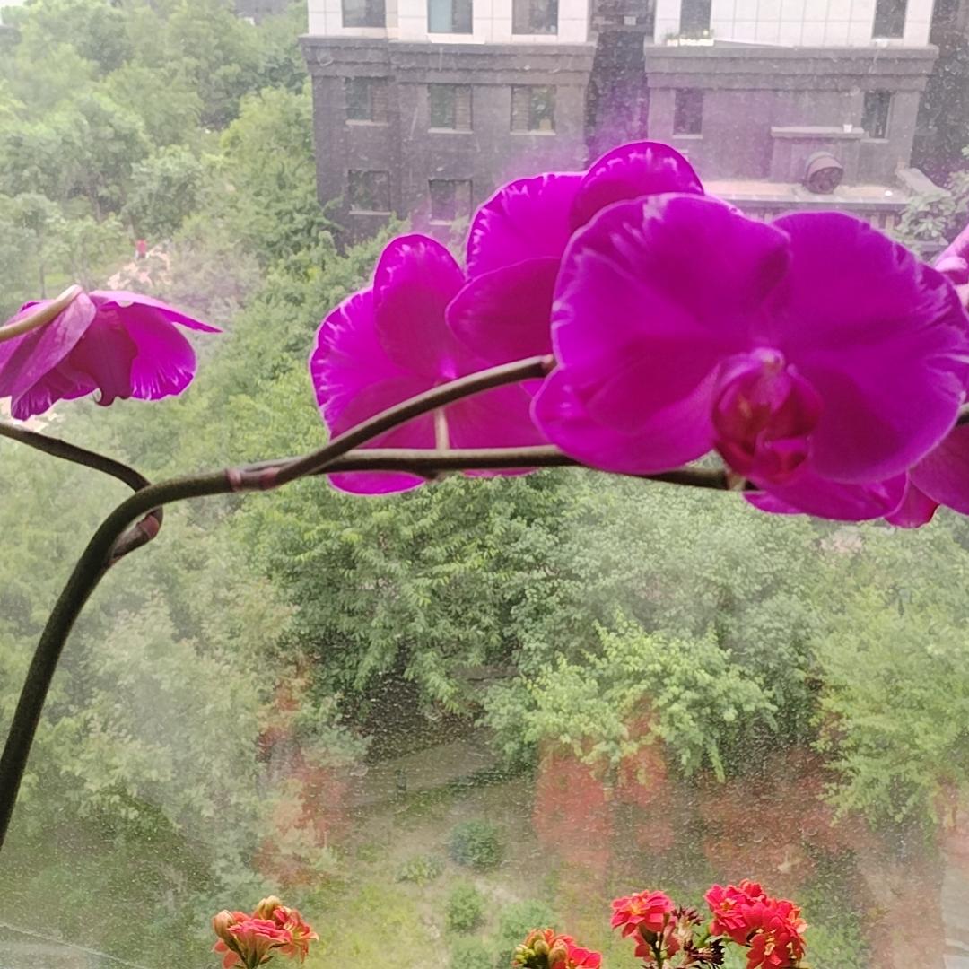 开心果@