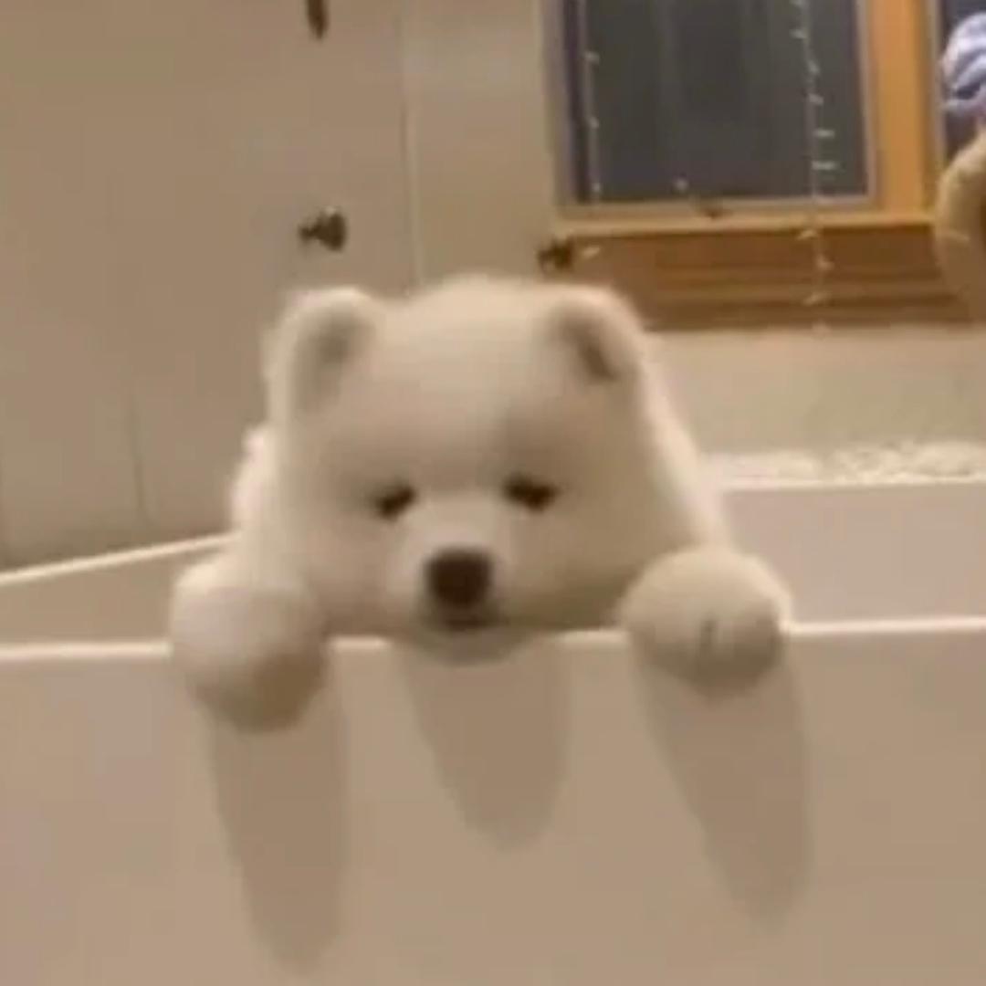 呆呆塔罗