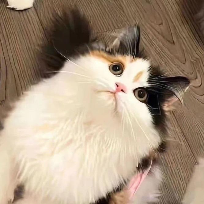 爱哭泣的豆沙包