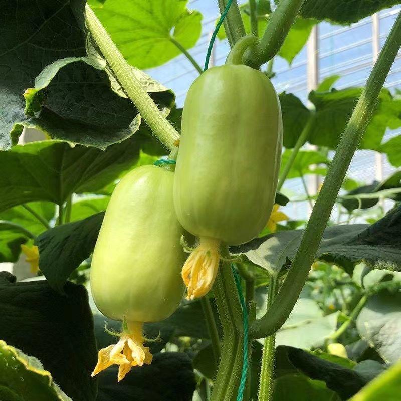 菜农东子
