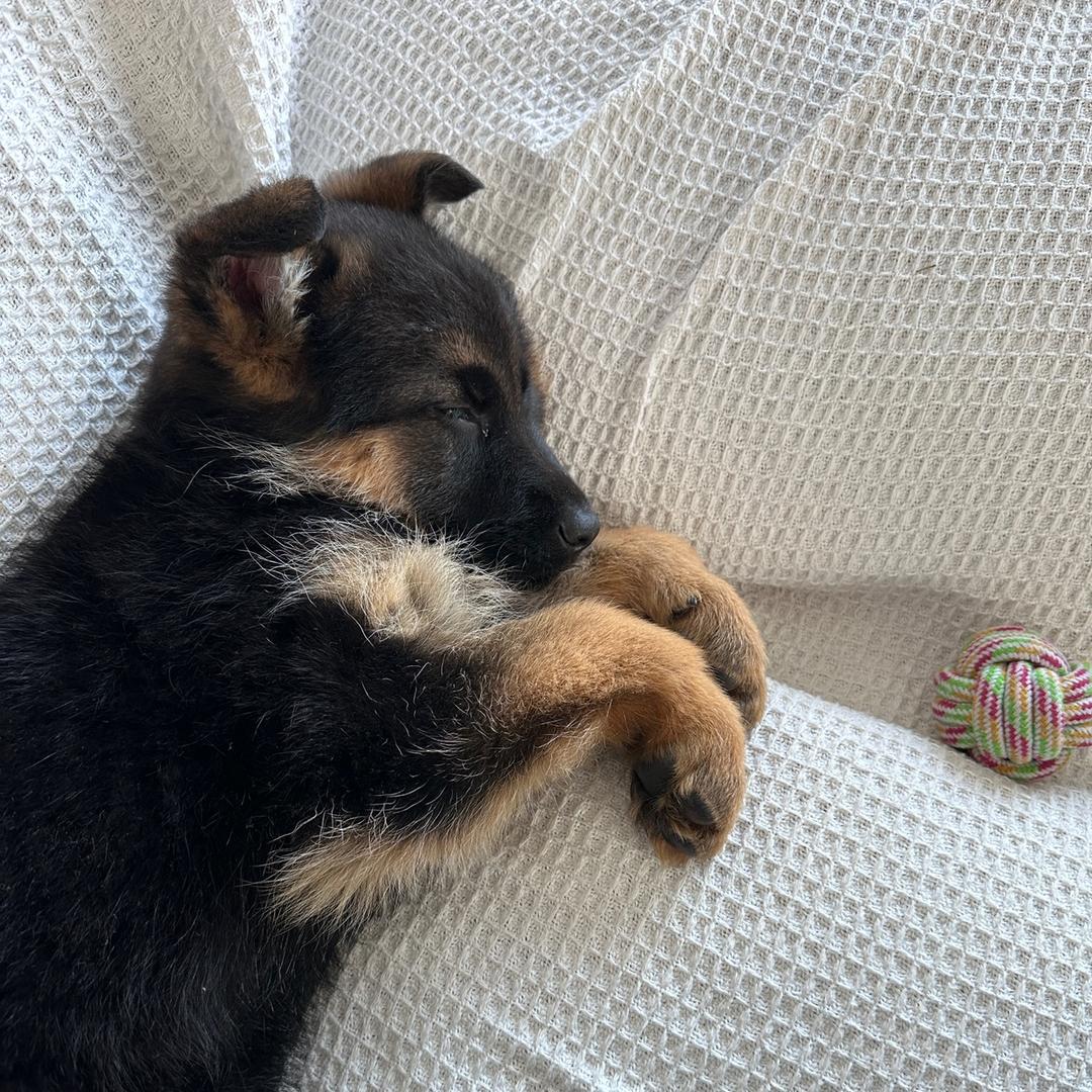 狗狗安年（品皆爆）