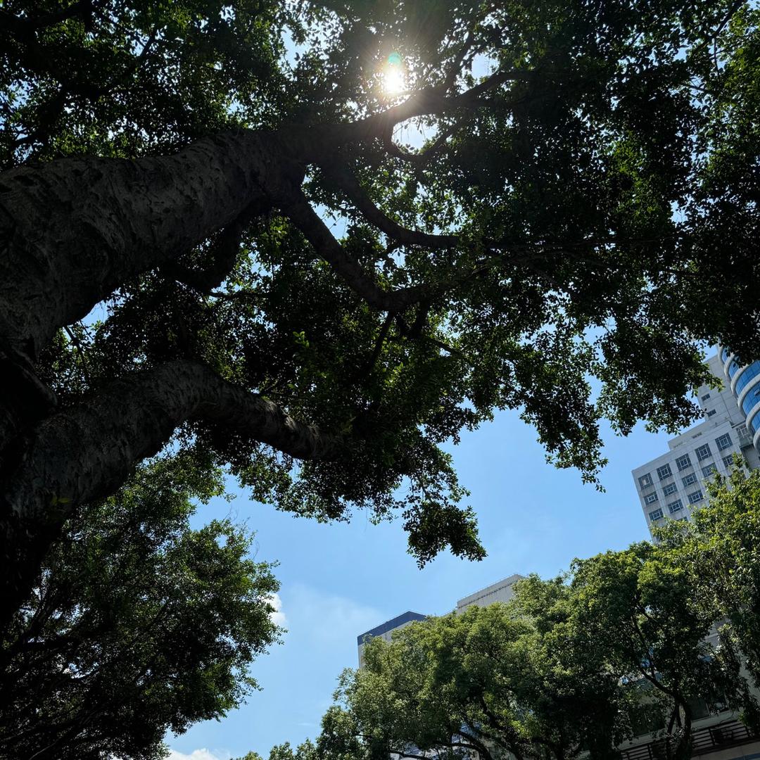 波司凳👚女装（双11先享）