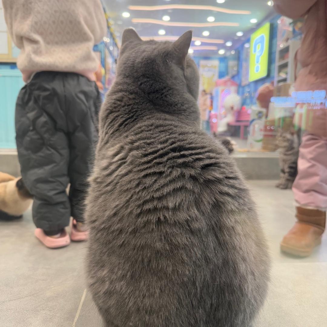 布丁萌宠生活馆