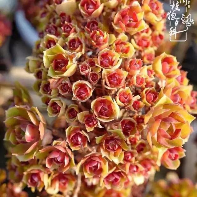 护花使者花卉园