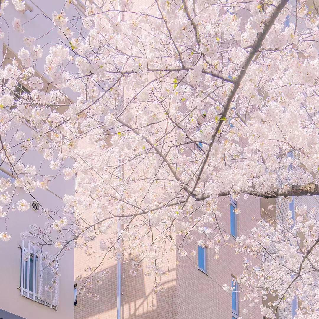 文敬村一枝花