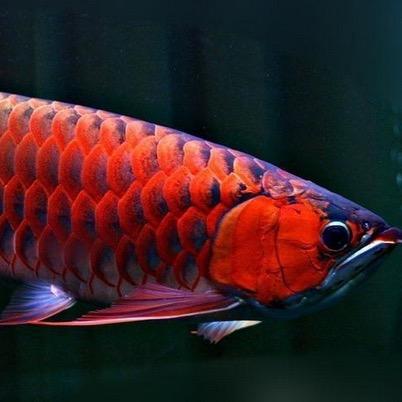 观鳞阁水族用品体验店