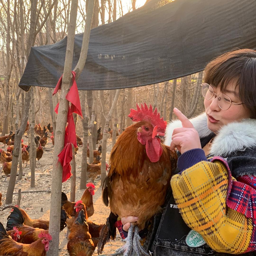 范小丫散养小笨鸡