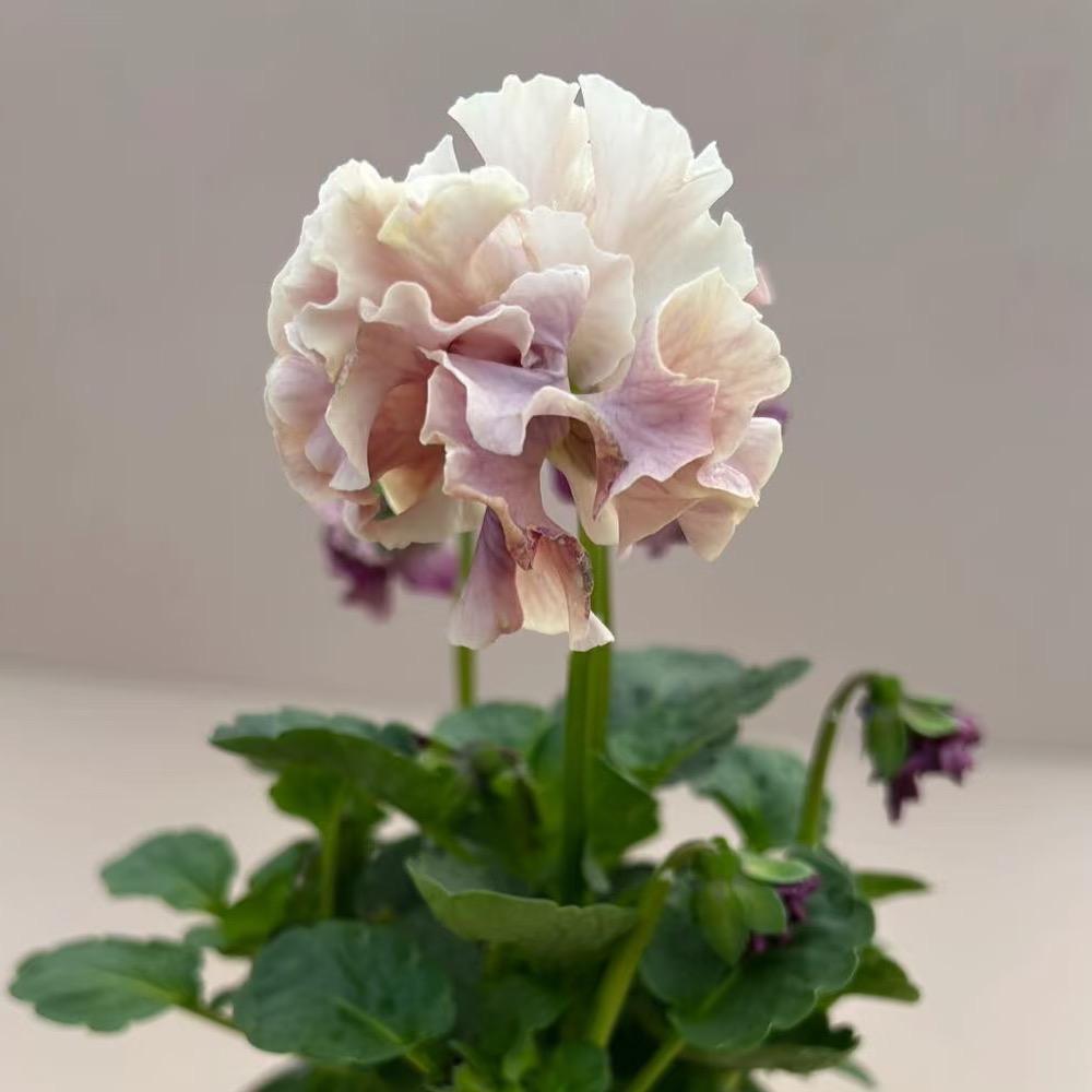 帮买花花基地直发
