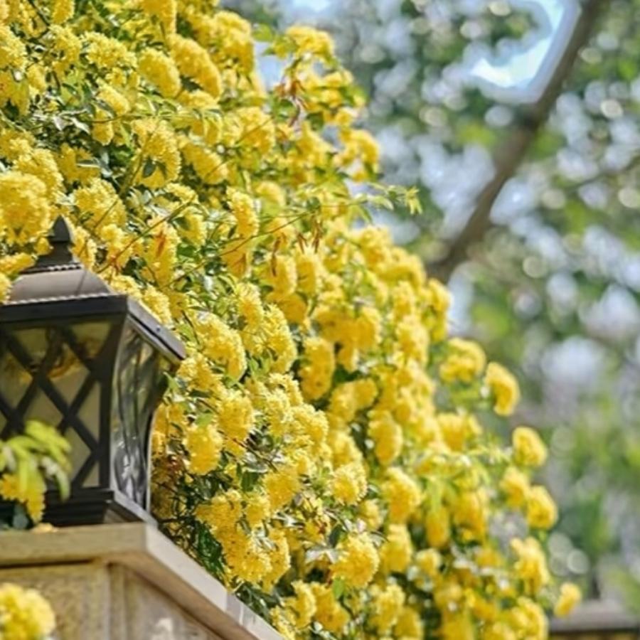 我朝月亮吹起口哨