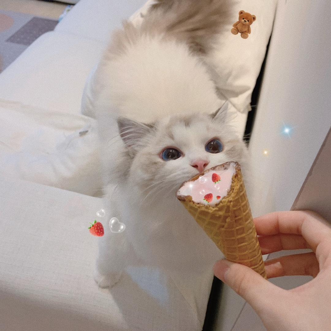 暖喵小窝繁育舍