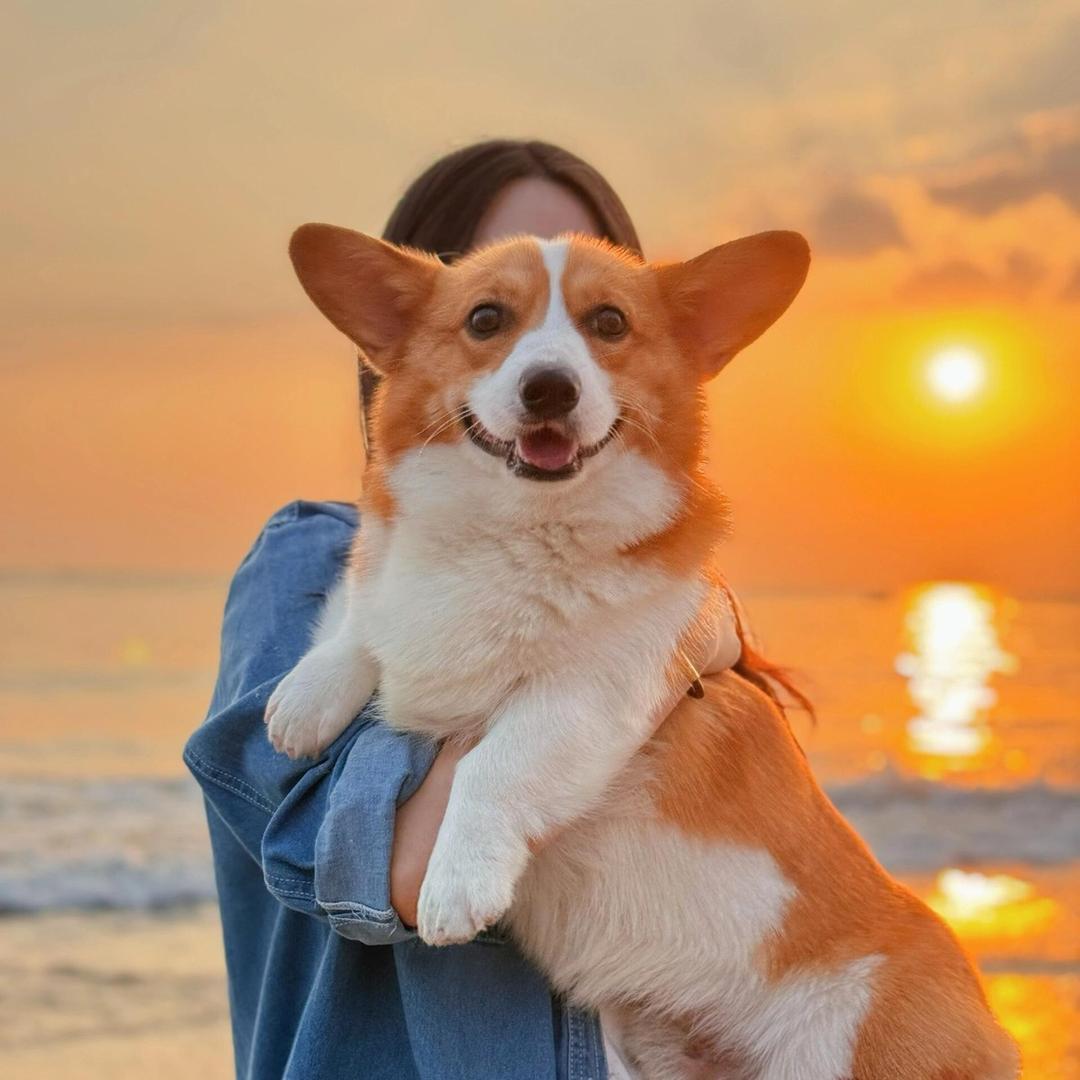 阿兰说养狗