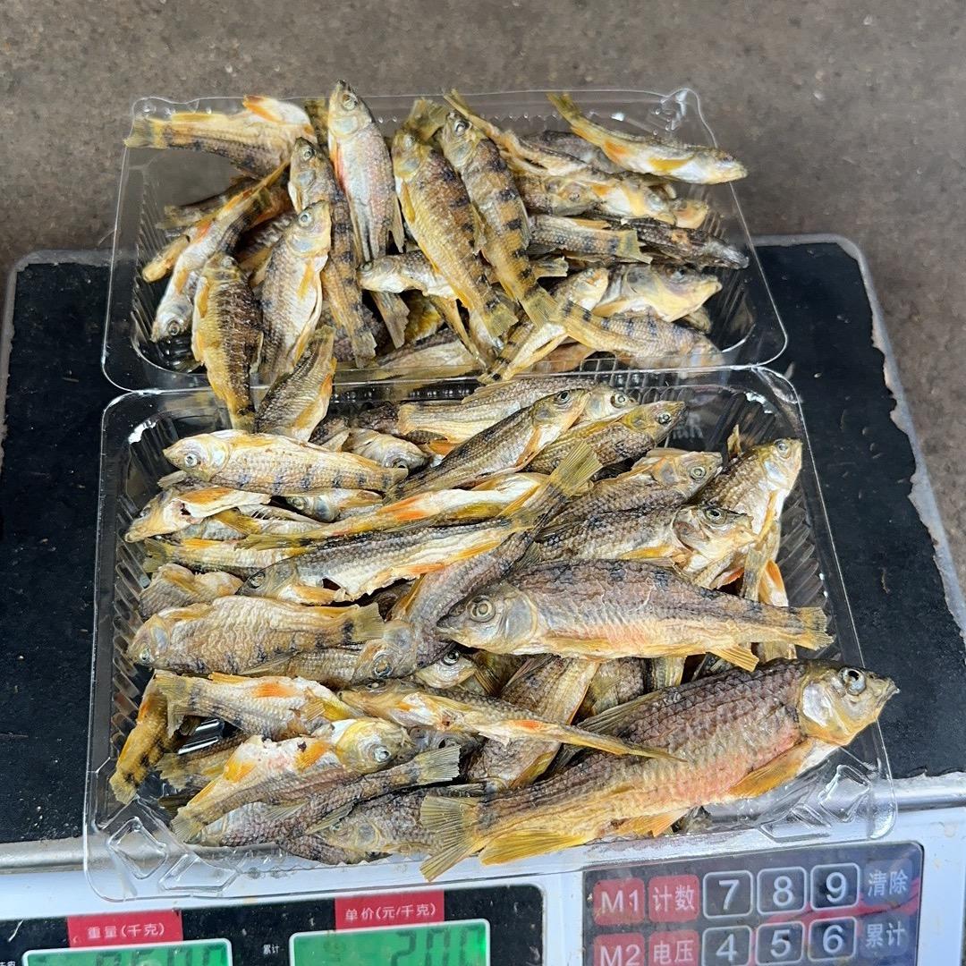 (小杨)野鱼干