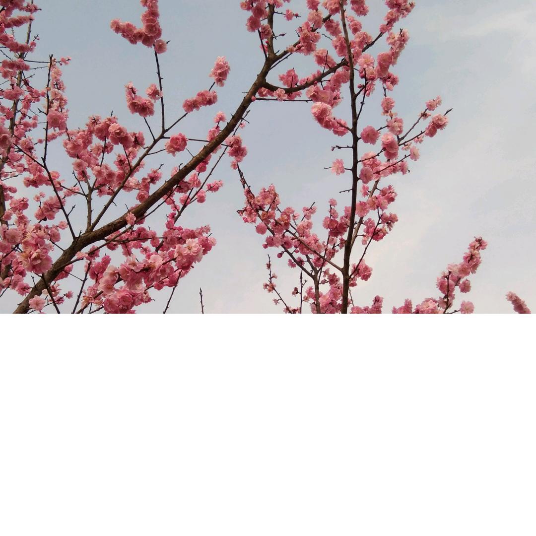 李先梅
