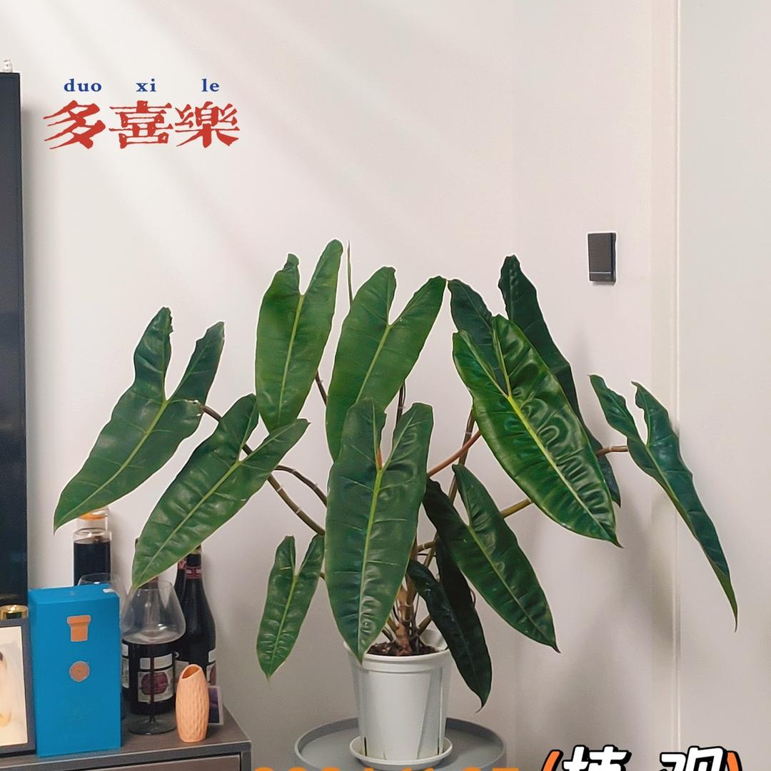 小观爱养花