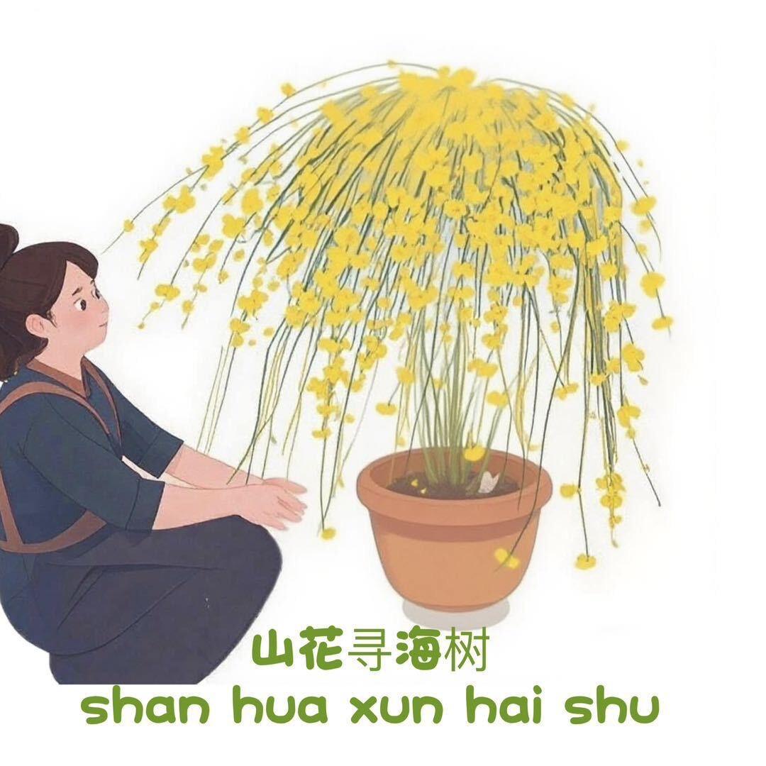 那家一树花开园艺探春花 迎春花批发基地