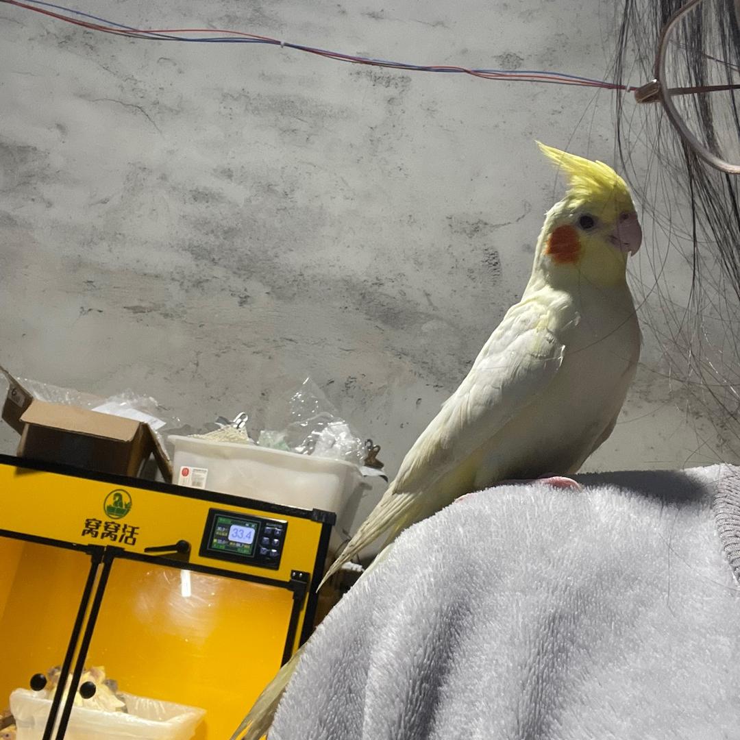 轩墨手养鹦鹉