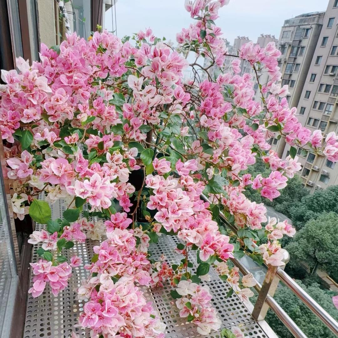 花黎有话