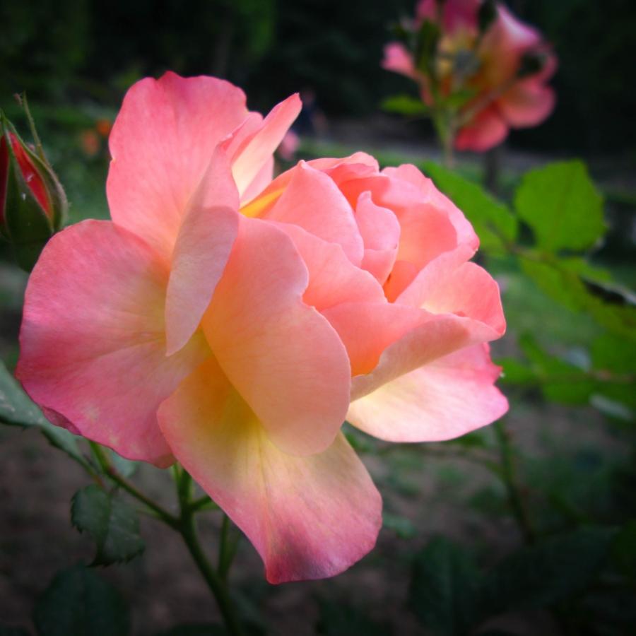 长春市珠景信息科技有限公司1