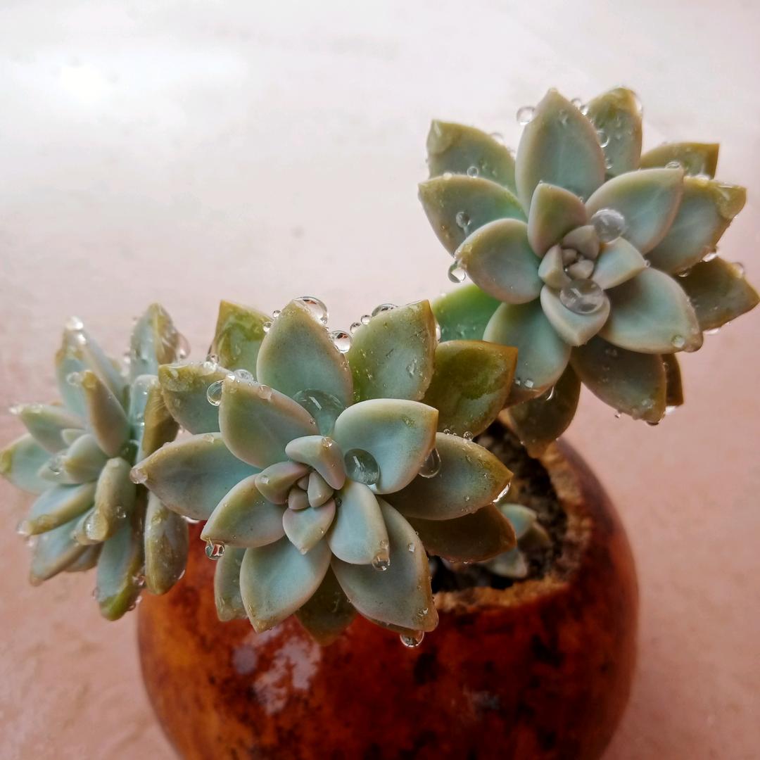 裙子