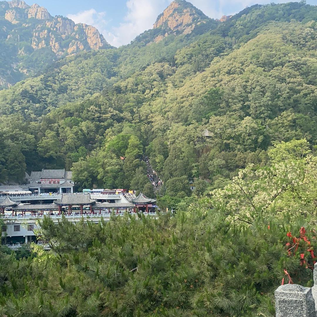 梦动道王来直播号