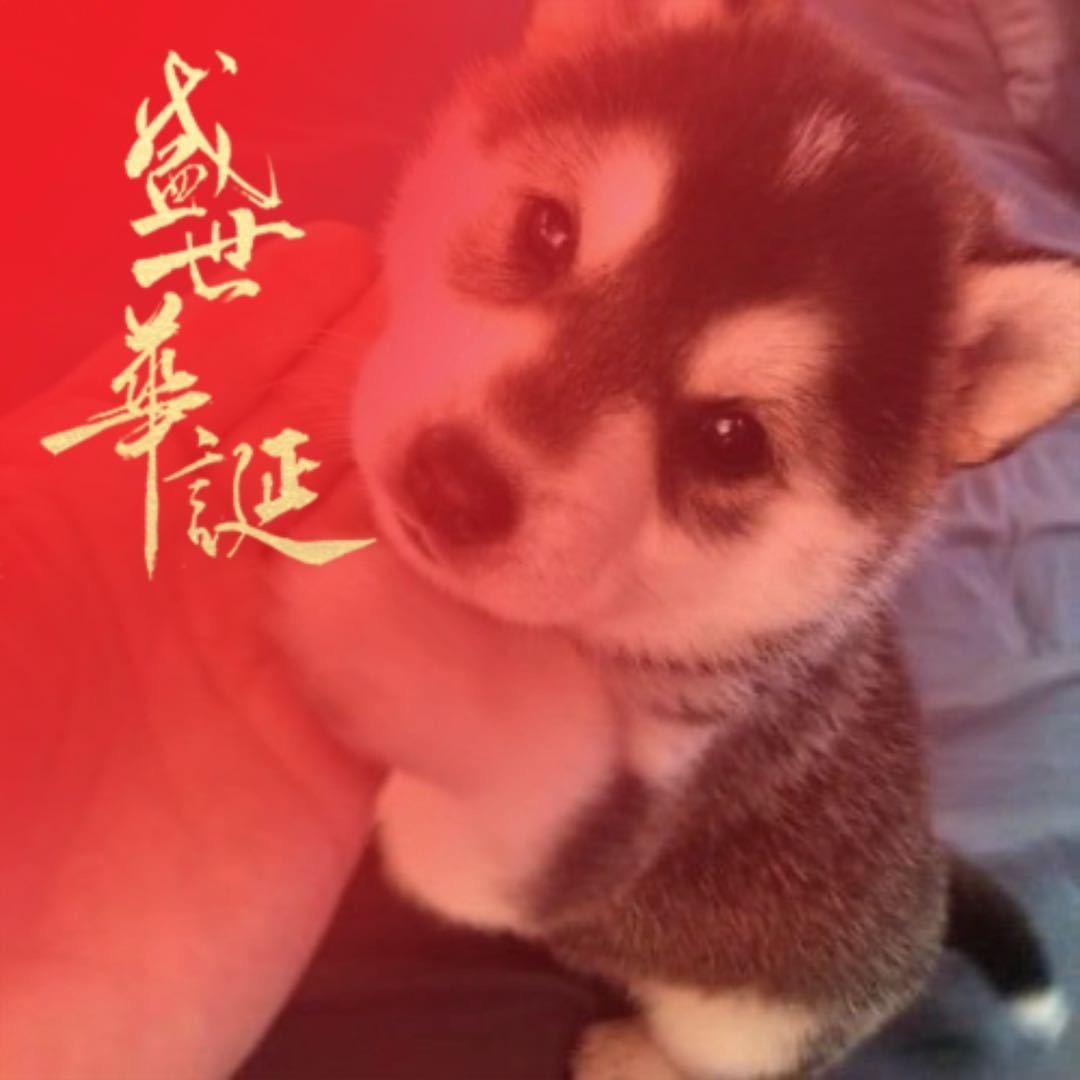 球球大作战狗头