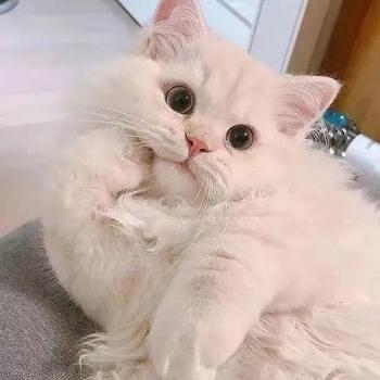 猫咪说事
