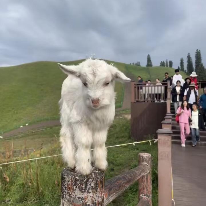 GOAT·山羊·美甲·穿戴甲