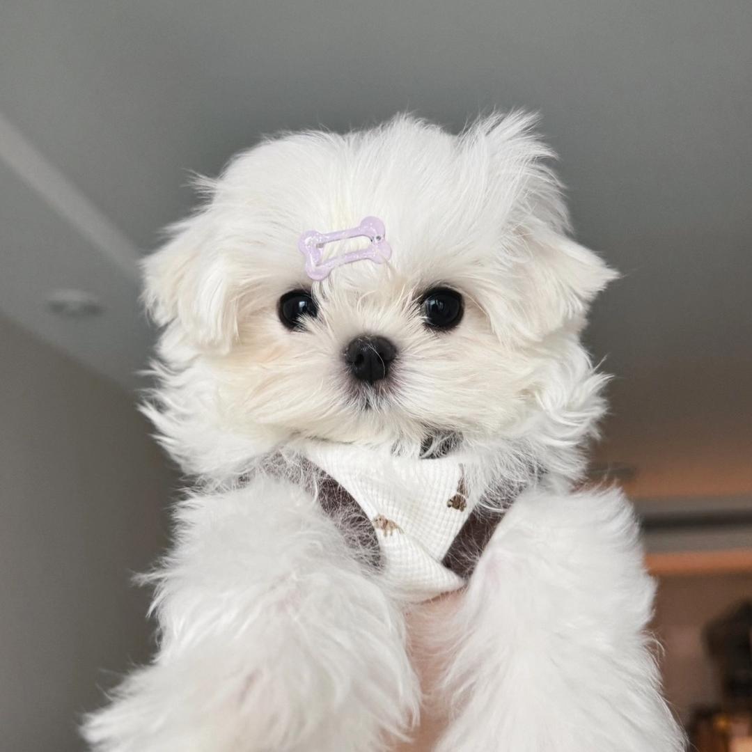 深圳芙芙家犬舍