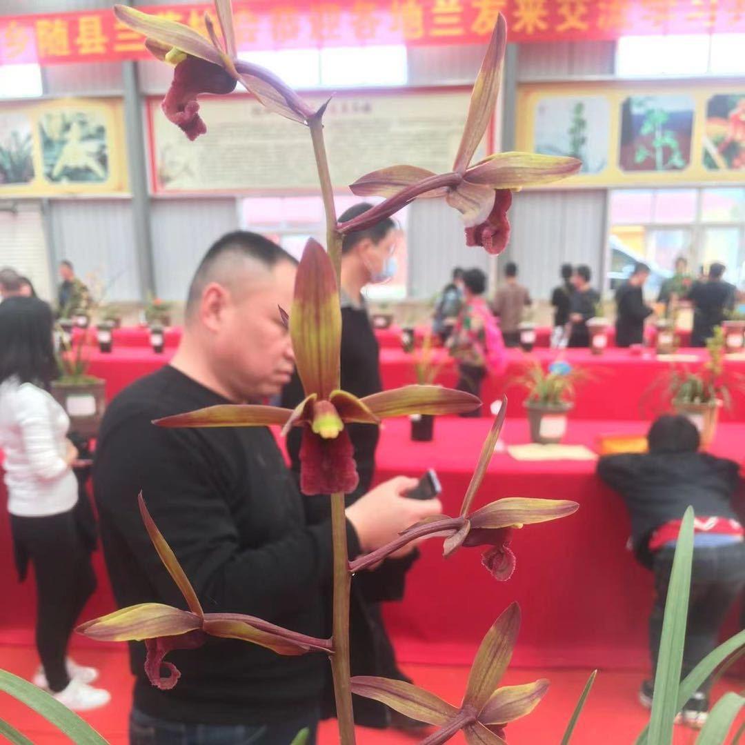 小康蕙兰