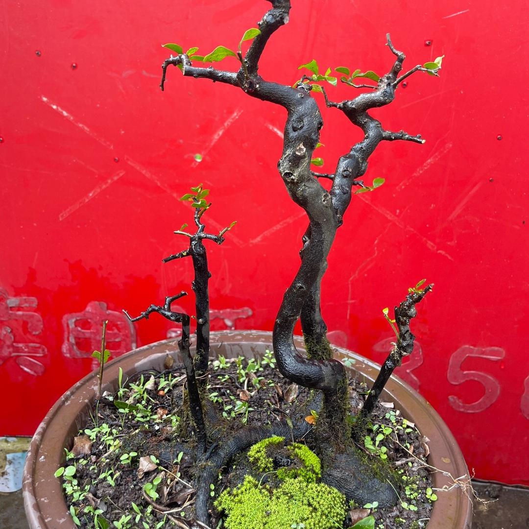 花姐金弹子