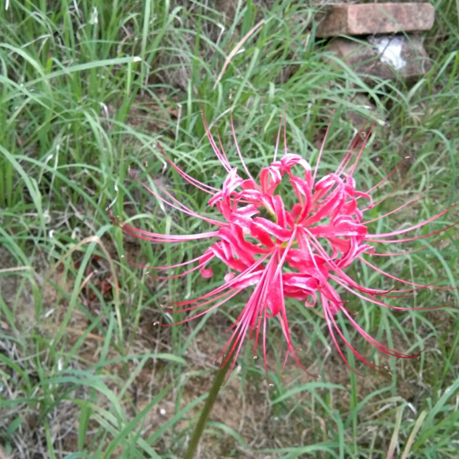 过往⊙▽⊙焰芸