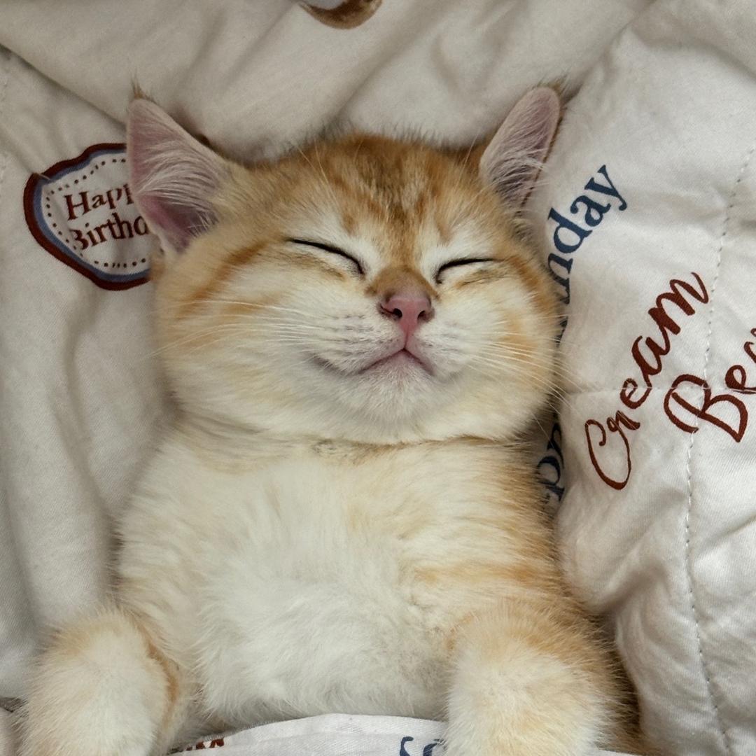 刘香香是只小猫咪