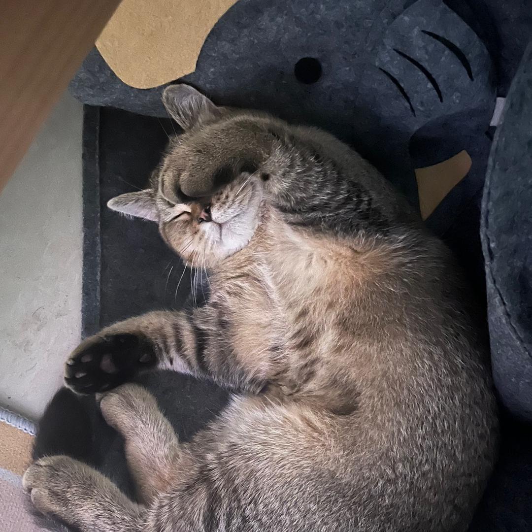 盒子宝宝