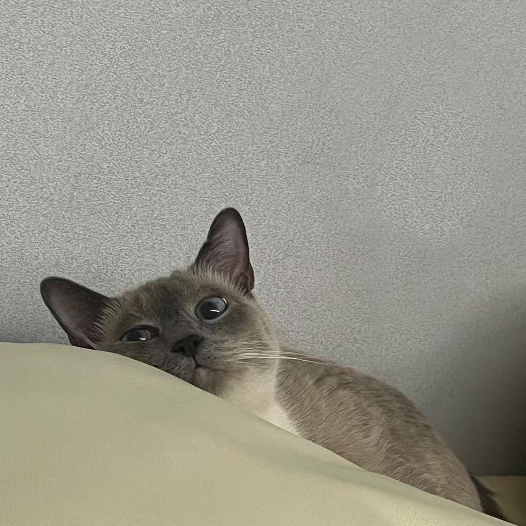 小小洲下士