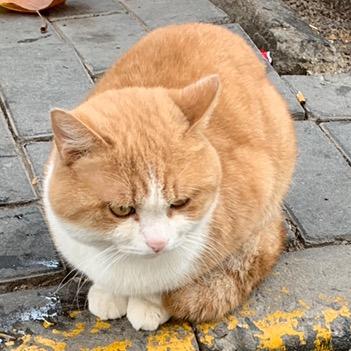 博爱的悲风