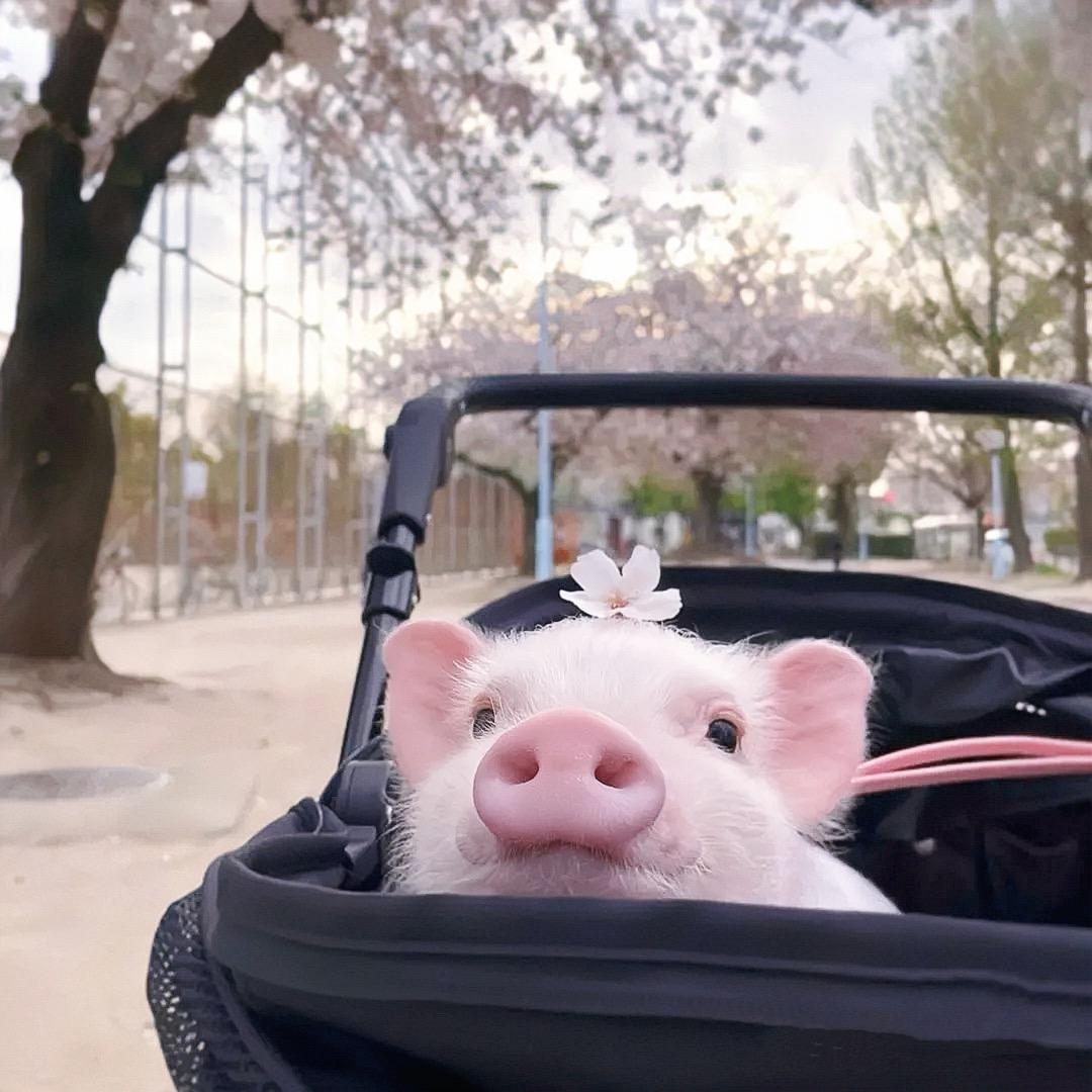 五香公主是头猪