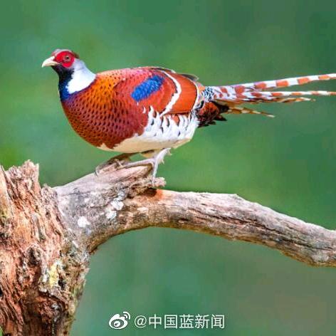 前程似锦