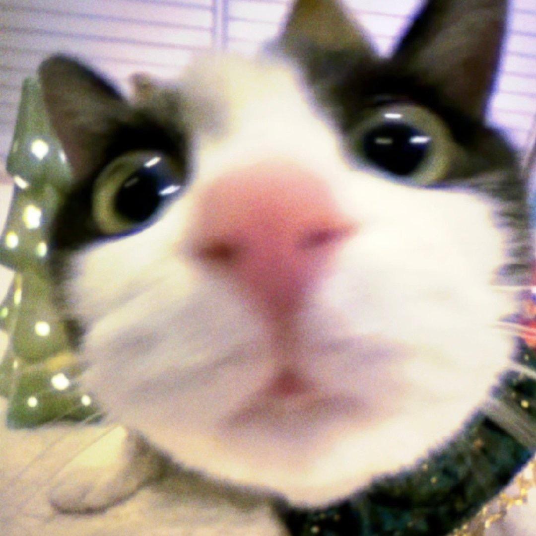 猫抓饼